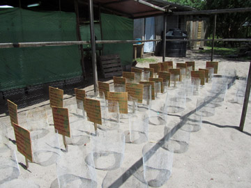 EV Hatchery 